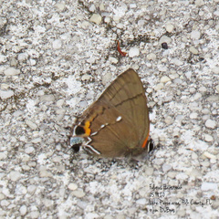 Electrostrymon angelia