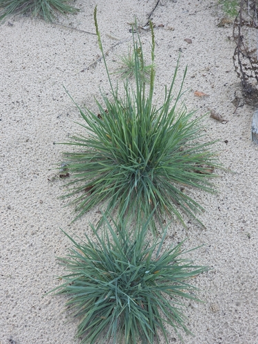 Koeleria glauca observed 2026-09-14