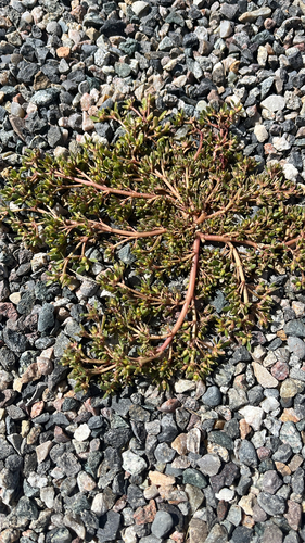 Common Purslane