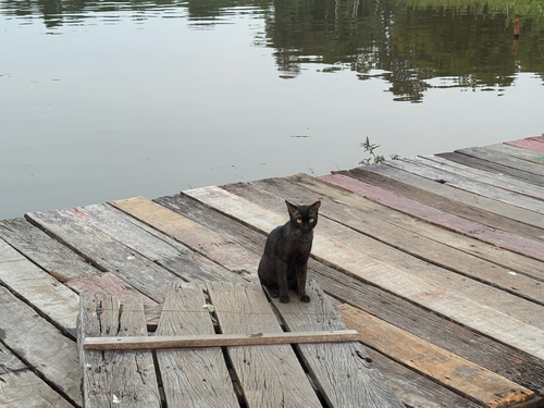 Domestic Cat