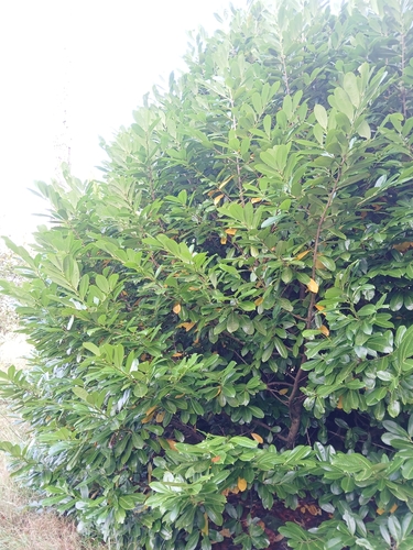 Cherry laurel
