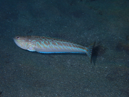 Greater Weever