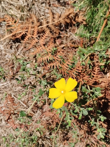 Woolly Rock Rose