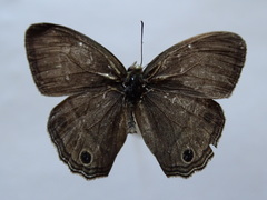 Cissia themis