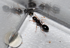 Dolichoderus quadripunctatus