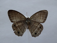 Cissia themis