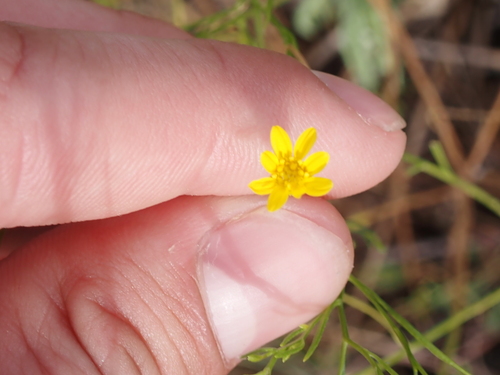 prairie broomweed