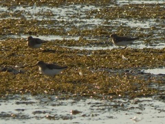Calidris temminckii