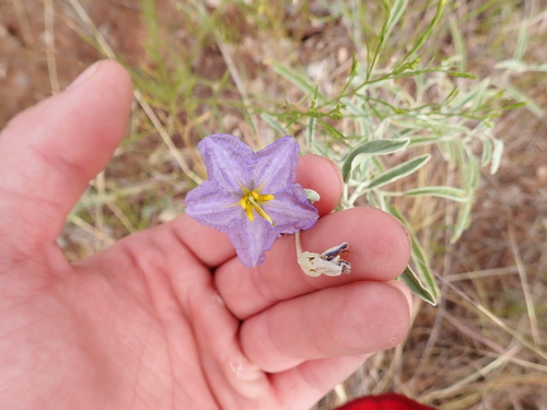 silverleaf nightshade