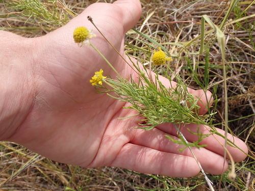Bitterweed