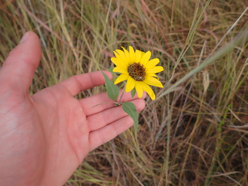 Common Sunflower