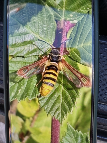 Raspberry Crown Borer