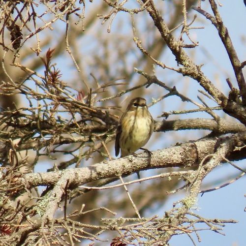 Yellow-rumped Warbler