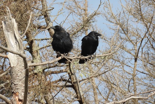 American Crow