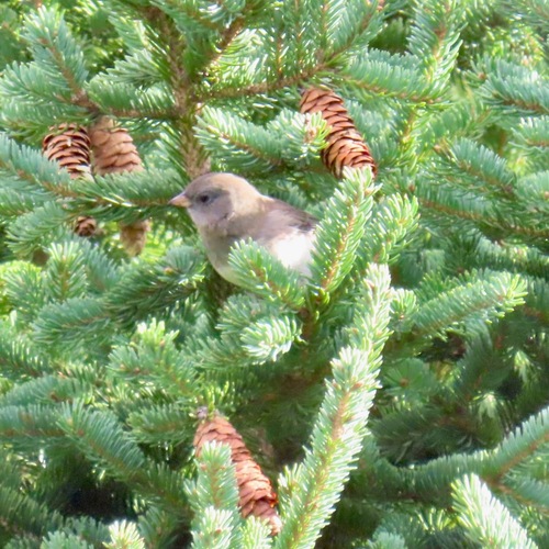 Dark-eyed Junco