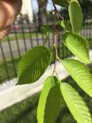 Zelkova serrata