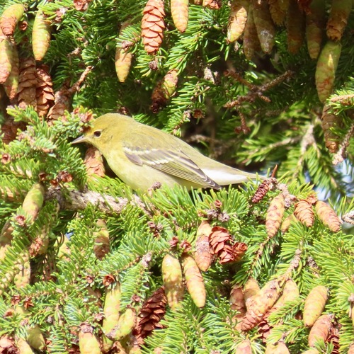 Blackpoll Warbler