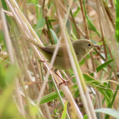 Common Yellowthroat