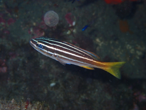 African Striped Grunt