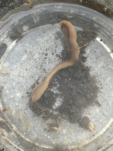 Wandering Broadhead Planarian