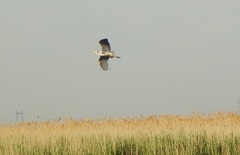 Ardea cinerea