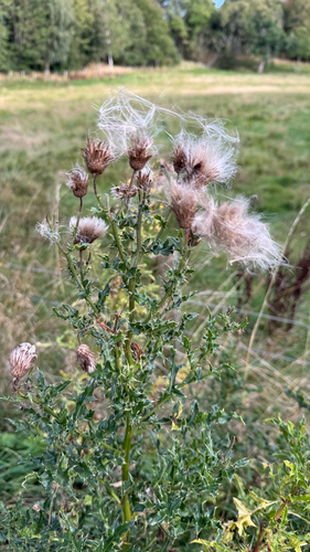 creeping thistle
