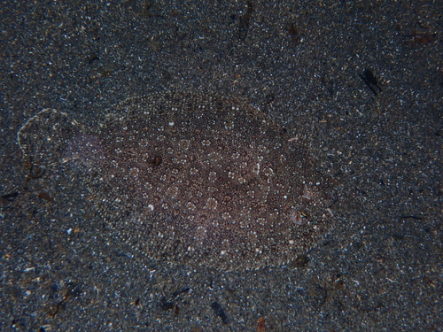 Wide-eyed Flounder
