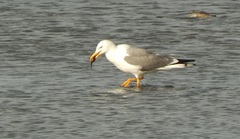 Larus fuscus barabensis