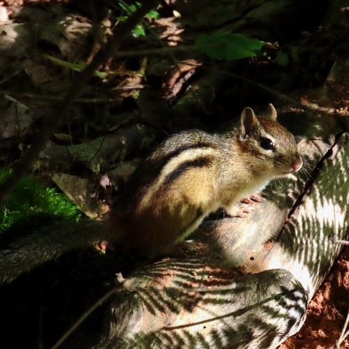 Eastern Chipmunk
