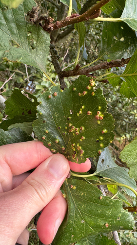Alder Leaf Gall Mite
