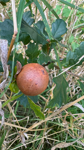Oak Marble Gall Wasp