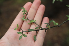 Pittosporum divaricatum