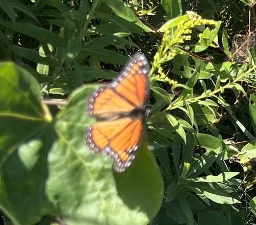 Viceroy