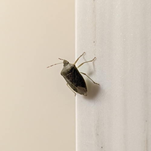 Southern Green Stink Bug