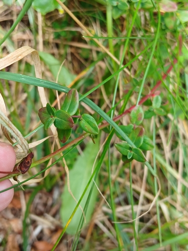 Slender St John's-wort