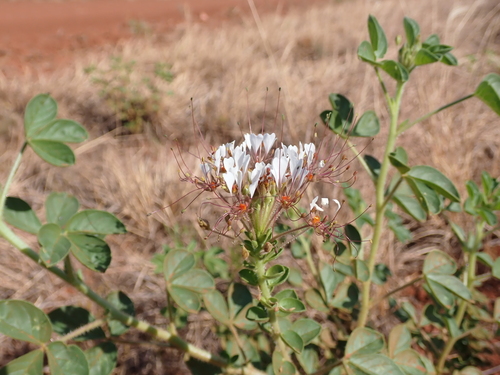 redwhisker clammyweed