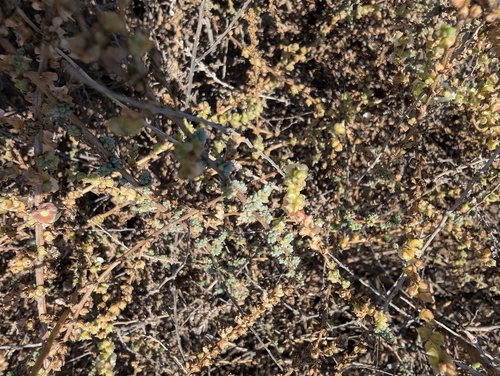 Mediterranean saltwort
