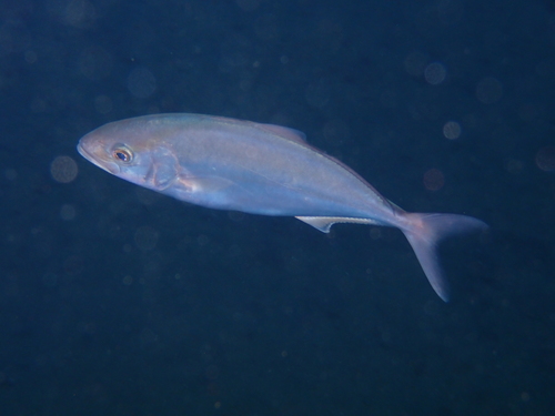 Greater Amberjack