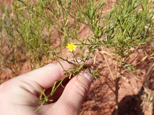prairie broomweed