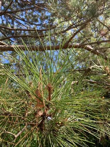 Pinus resinosa, photograph 4
