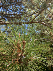 (c) Oskar P. Anderson, some rights reserved (CC BY) Pinus resinosa, photograph (c) Oskar P. Anderson, some rights reserved (CC BY)