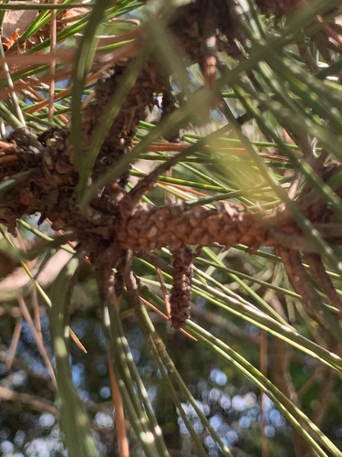 Pinus resinosa, photograph 5