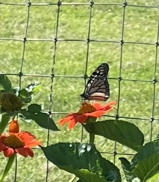 Monarch