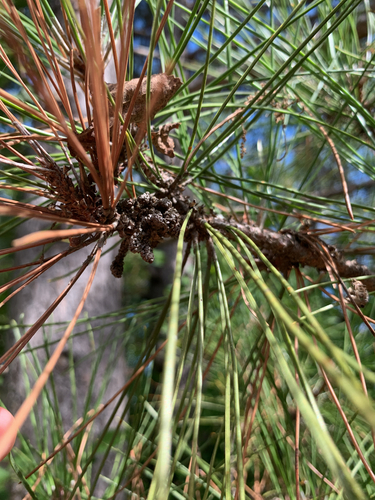 Pinus resinosa, photograph 6
