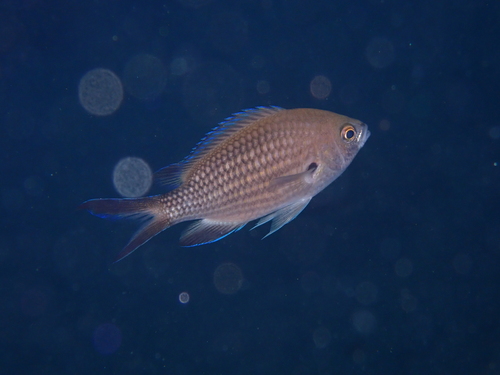 Mediterranean Damselfish