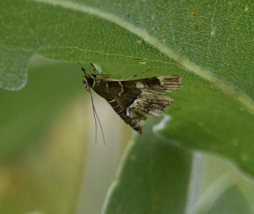 Spotted Beet Webworm Moth