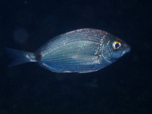Annular Seabream