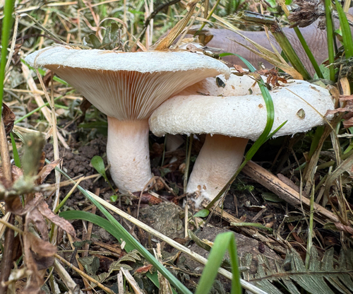 Lactarius pubescens — (c) Frank Ashwood, some rights reserved (CC BY)