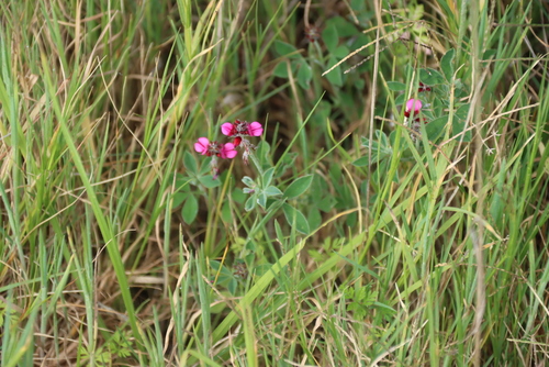 Indigofera incana