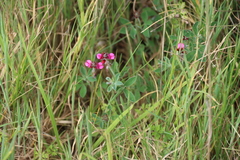 Indigofera incana